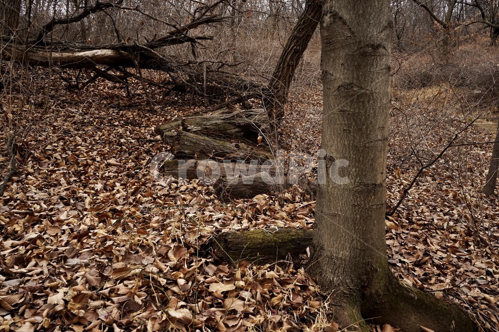 산행,식물,자연,초봄,계절,풍경,landscape,nature,나무,낙엽,나무가지,trees,desolation,solitary,fallenleaves,brown,branches,자연,풍경,nature,landscape,ground,바닥,tree,tree trunk,나무 줄기,plant