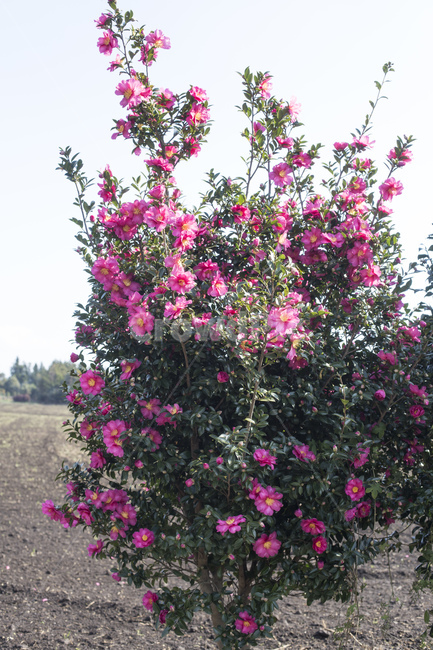 동백꽃,동백나무,동백,꽃,카멜리아,식물,식물,자연,plants,nature,꽃,flower