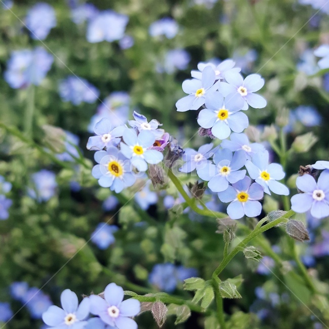 꽃,꽃마리,보라꽃,파란꽃,보라색꽃,파란색꽃