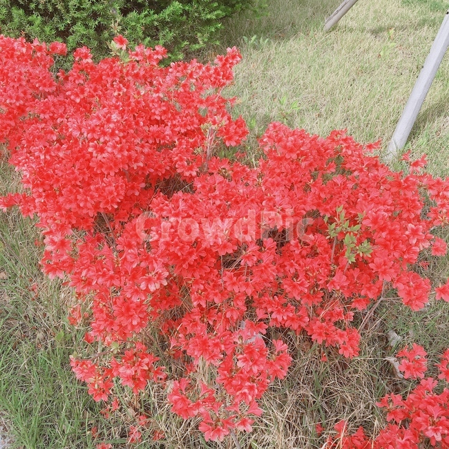 꽃,flower,봄,spring,red