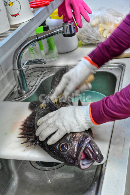우럭,물고기,대물,낚시,우럭낚시,볼락낚시,참돔,수산물,해산물,fishery products,seafood
