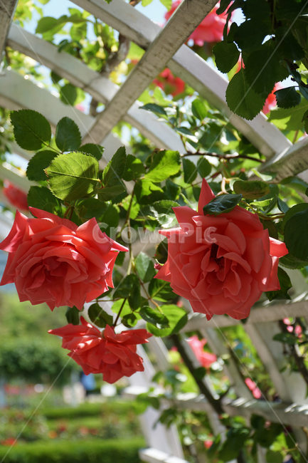 flower,rose,식물,plant,장미,꽃,조경,울타리,덩쿨,공원,빨강,red,식물,자연,plants,nature,꽃,flower