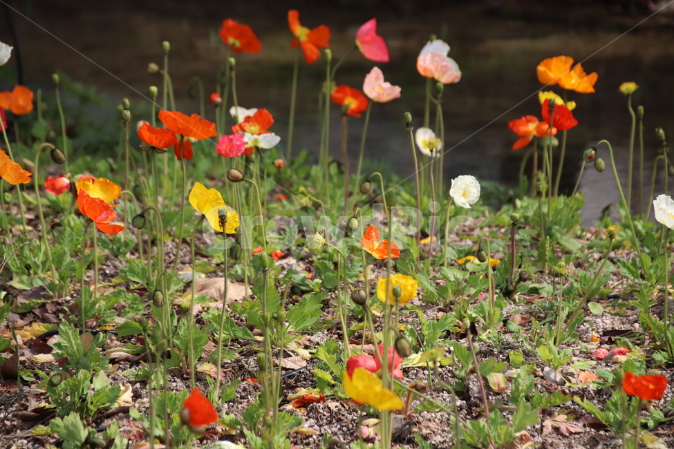 자연,꽃,풍경,수목원,봄,봄,계절,spring,season,식물,자연,plants,nature,꽃,flower,plant,blossom