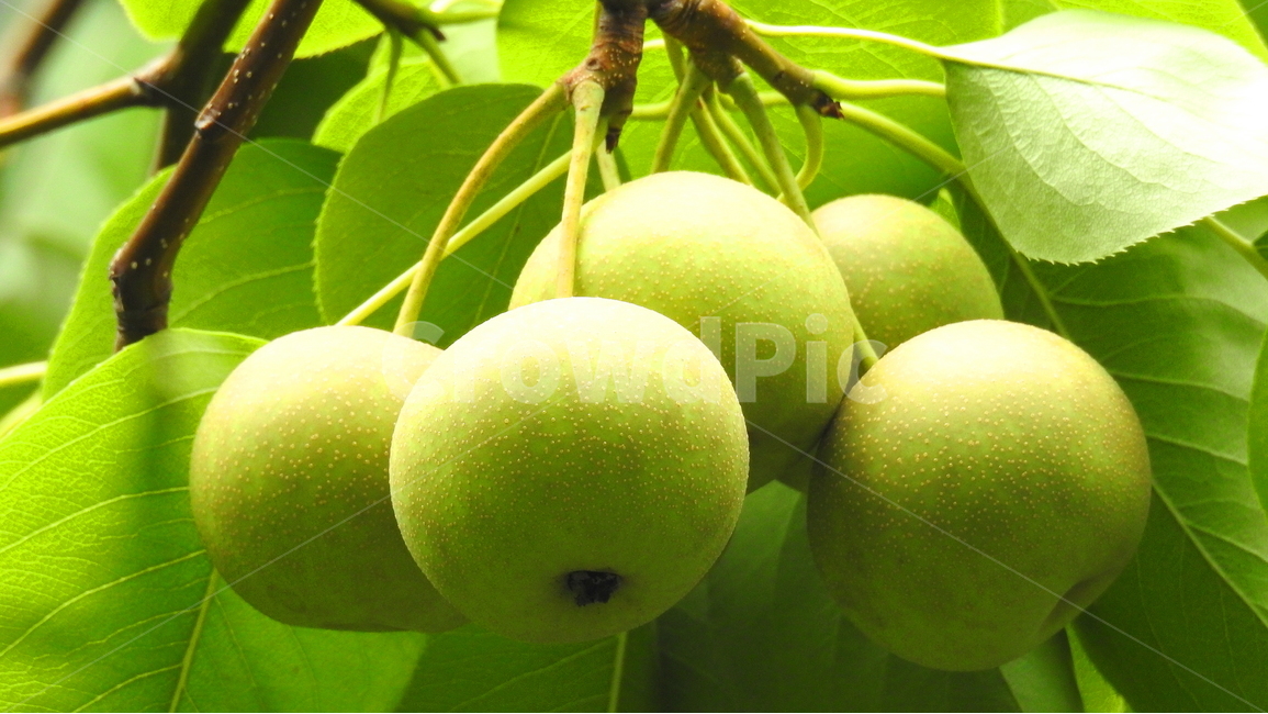 과일,나무,식물,열매,가을,식물,자연,plants,nature,과일,열매,fruit