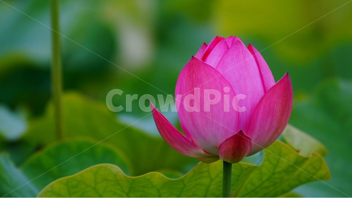 연꽃,꽃,꽃사진,식물,자연,식물,자연,plants,nature,꽃,flower