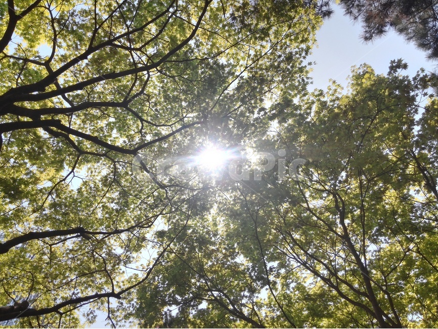 자연,공원,태양,눈부심,나뭇잎,풍경,sun,자연,풍경,nature,landscape,light,빛,flare,플레어,sunlight,햇빛