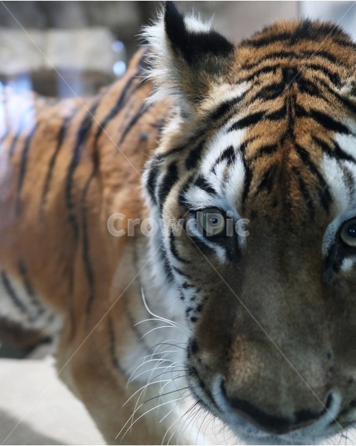 호랑이,tiger,동물원,zoo,동물,animal,동물,animal,포유류,mammal