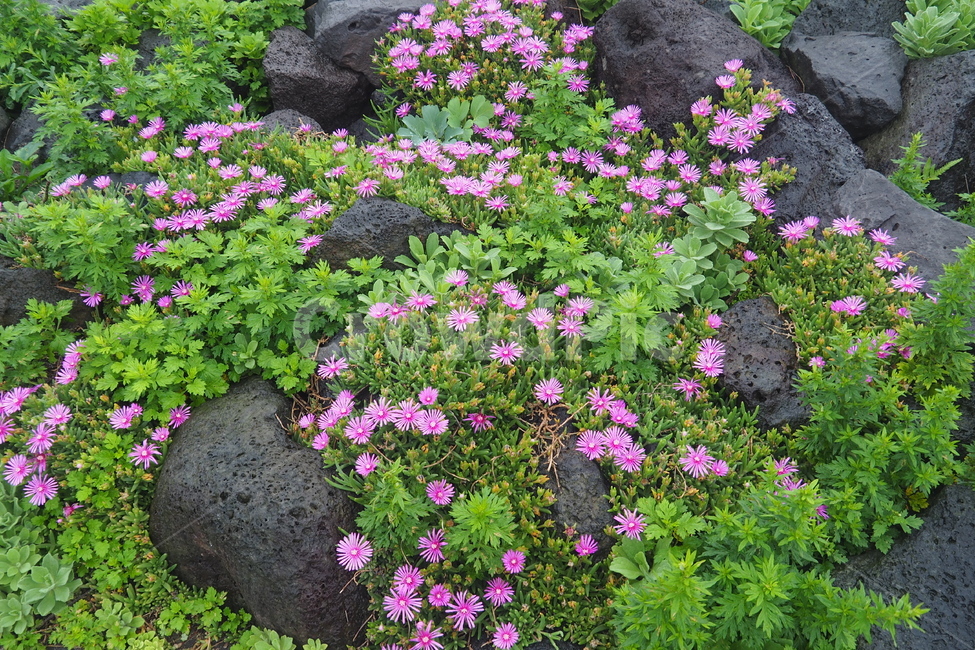 송엽국,꽃,야생화,자연,분홍색꽃