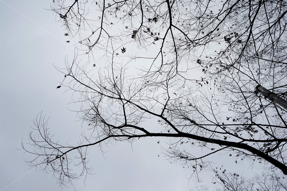 느티나무,고목,실루엣,나무,tree,하늘배경,겨울,가지,자연,하늘,식물,마른잎,숲,분위기,감성,겨울나무,쓸쓸함,외로움,고요,나뭇가지,계절,풍경