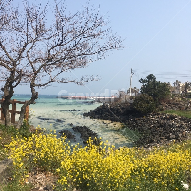 바다,제주,해변,유채꽃,꽃,하늘,봄,계절,spring,season,자연,풍경,nature,landscape,outdoors,옥외
