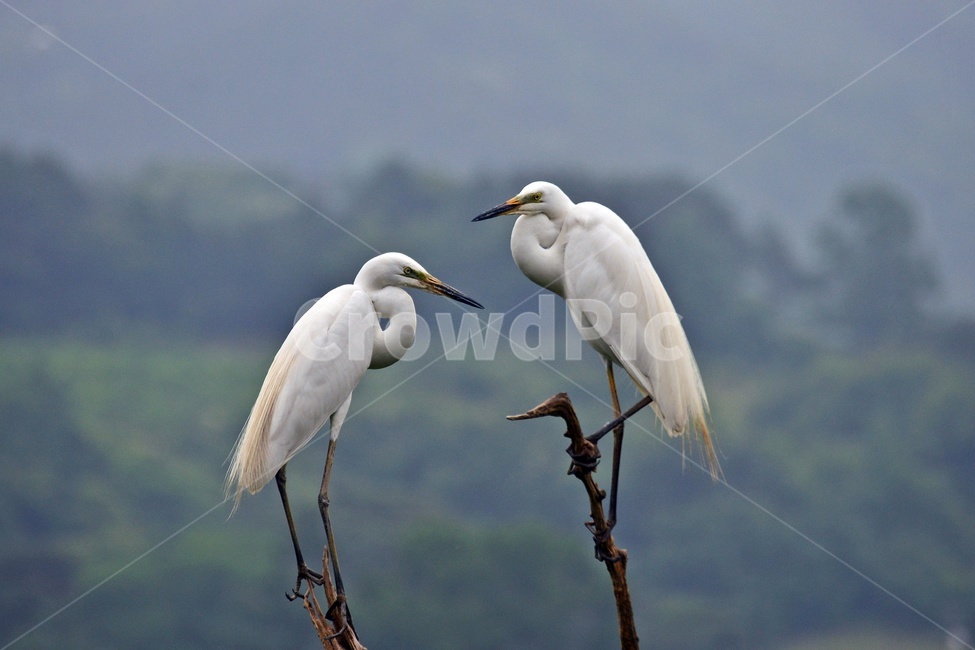 전북,임실,부부,bird,새,egret,백로,동물,animal,조류,새,birds