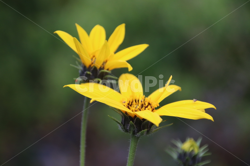 자연,풍경,꽃,무보정,감성,식물,자연,plants,nature,꽃,flower