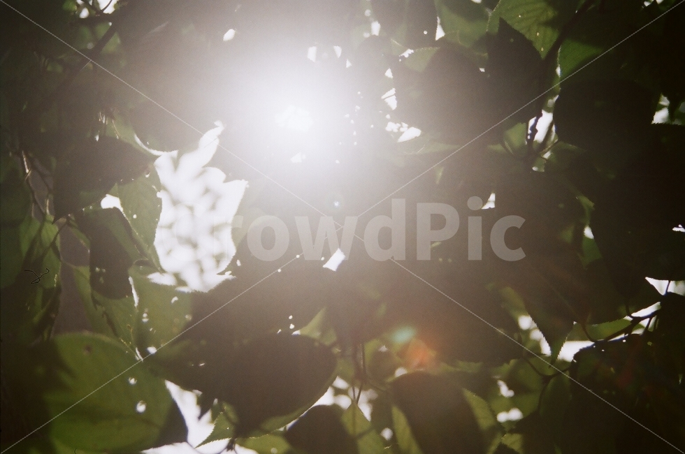 나뭇잎,햇살,아련,감성,필름사진,식물,자연,plants,nature,휴식,힐링,rest,relaxation,healing