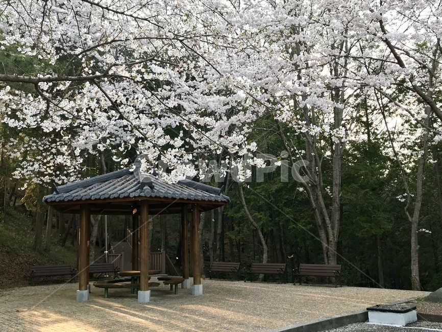 정자,벚꽃,봄,cherryblossoms,나무,공원,봄,계절,spring,season,plant,식물