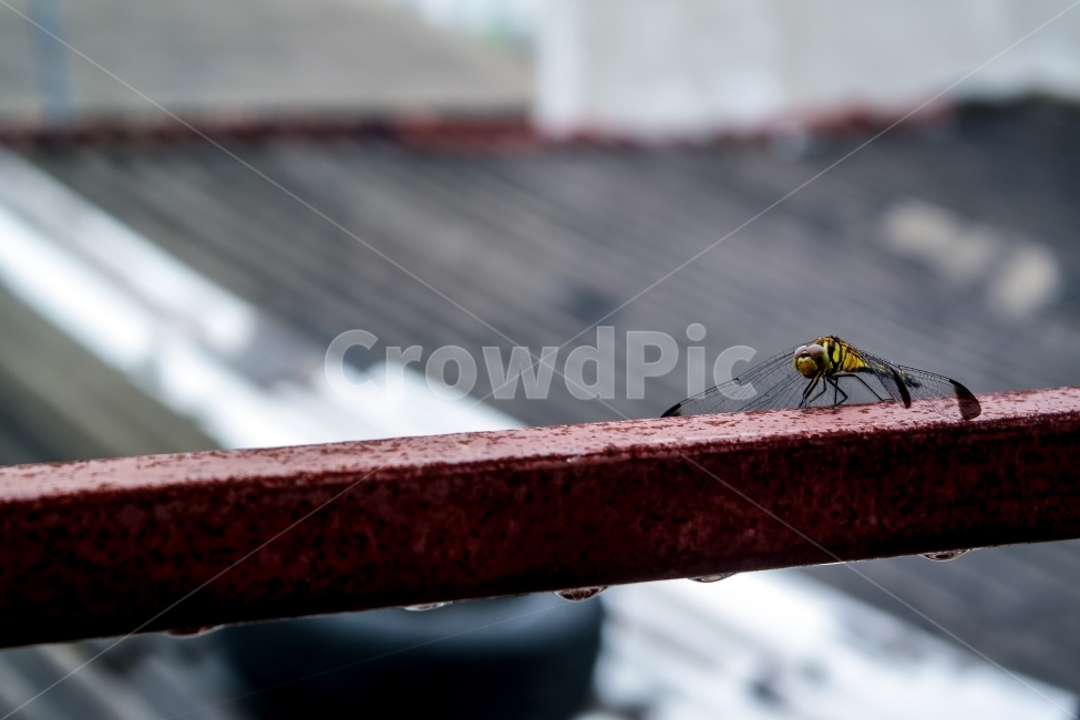 여름,장마,잠자리,비,우기,여행,풍경,하늘,평화,동물,animal,곤충,벌레,insect,bug,비,비오는날,rain,rainy