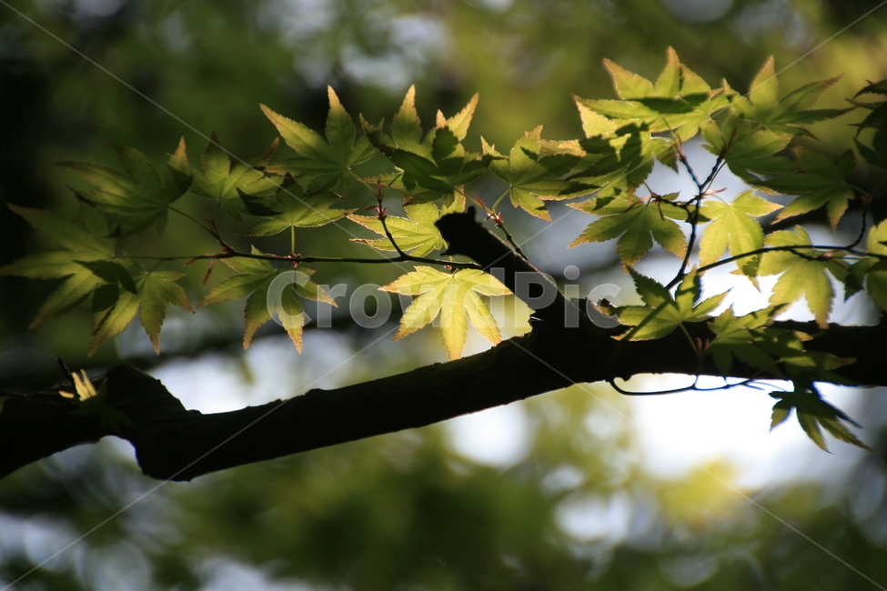 단풍나무,단풍잎,나무아래,봄,자연,숲,나무가지,식물,자연,plants,nature,나무,trees,wood