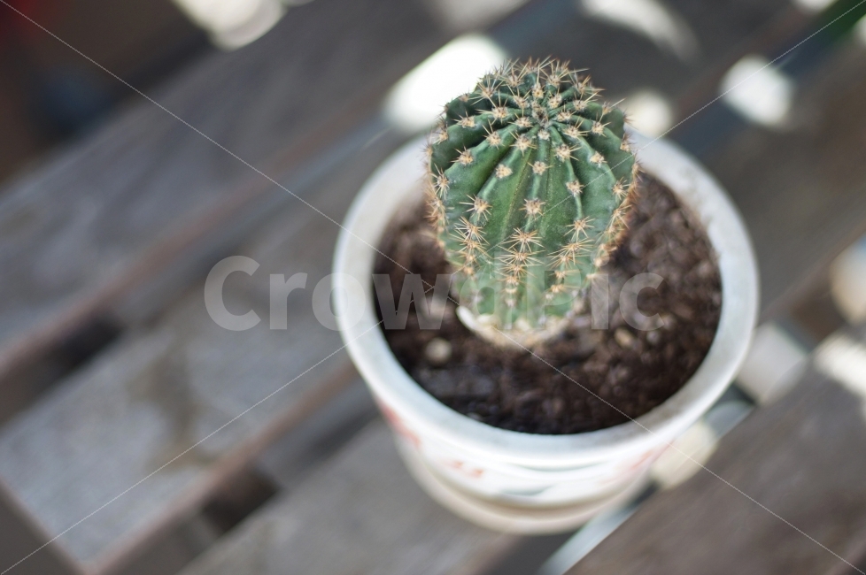 선인장,화분,가시,정물,식물,사물,Cactus,Nobody,오브제,Objet,식물,자연,plants,nature