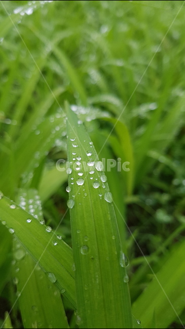 식물,빗방울,물방울,풀,비,식물,자연,plants,nature
