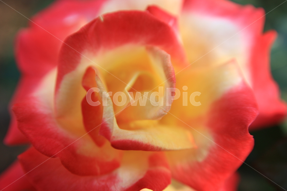 꽃,오월,장미,봄꽃,rose,봄,빨간,봄,계절,spring,season,식물,자연,plants,nature,꽃,flower,plant,blossom