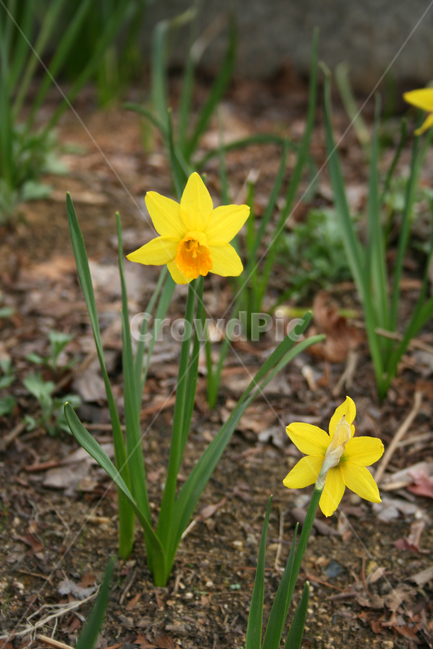수선화,산책,봄,봄날,감성,spring,flower,풍경,식물,꽃,노란색,봄,계절,spring,season,식물,자연,plants,nature,꽃,flower,plant,blossom,daffodil