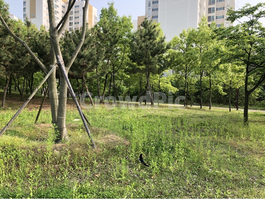 까치,송도,인천송도,해돋이공원,미추홀공원,공원,park,새,자연,풀,초록,초록풀,초록자연,푸른자연,집앞공원,나뭇가지,잔디,연두,자연,풍경,nature,landscape,동물,animal,조류,새,birds,outdoors,옥외,tree,나무,plant,식물,yard,마당