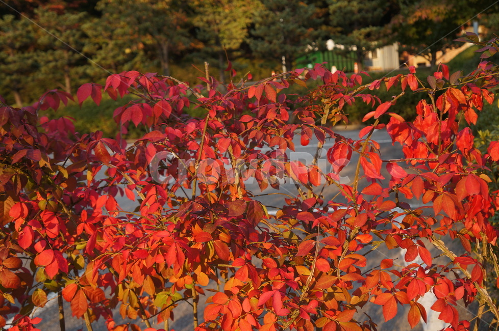 빨간단풍,화살나무,가을,울타리식물,낙엽,관목,귀전우,단풍놀이,가을,계절,fall,autumn,season,leaf,잎,plant,식물,tree,나무,maple,단풍