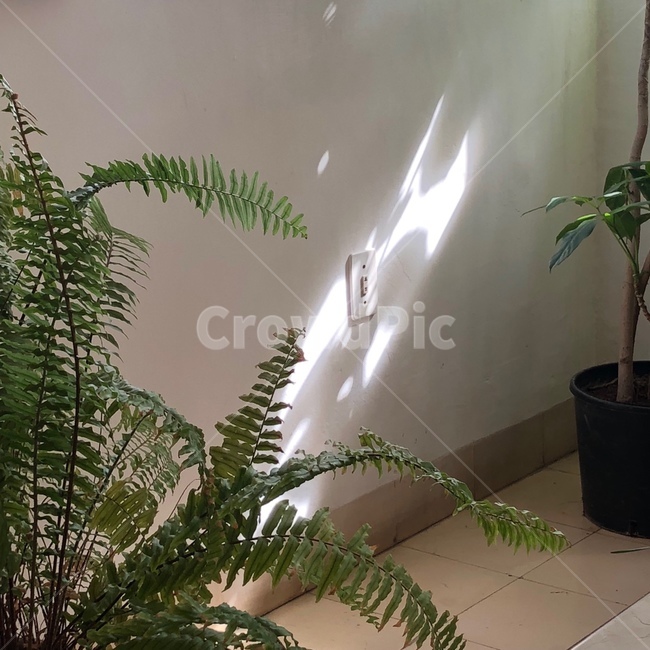 실내,자연광,식물,인테리어,사물,그림자,자연,인테리어,실내디자인,interior design