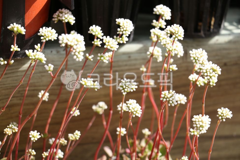 spring flowers,spring,white flower,blossom,Apiaceae,plant,flower