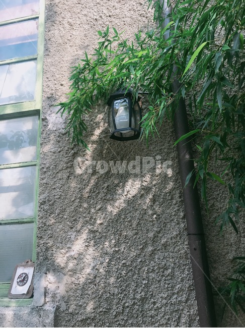 가로등,창문,나무,식물,액자,시계,벽,햇살,자연,풍경,나뭇잎