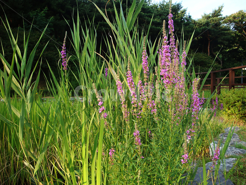 자연,식물,녹색,부들,grass,식물,자연,plants,nature