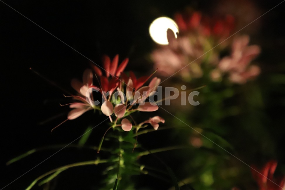 꽃,식물,조명,lighting,plant,식물,자연,plants,nature