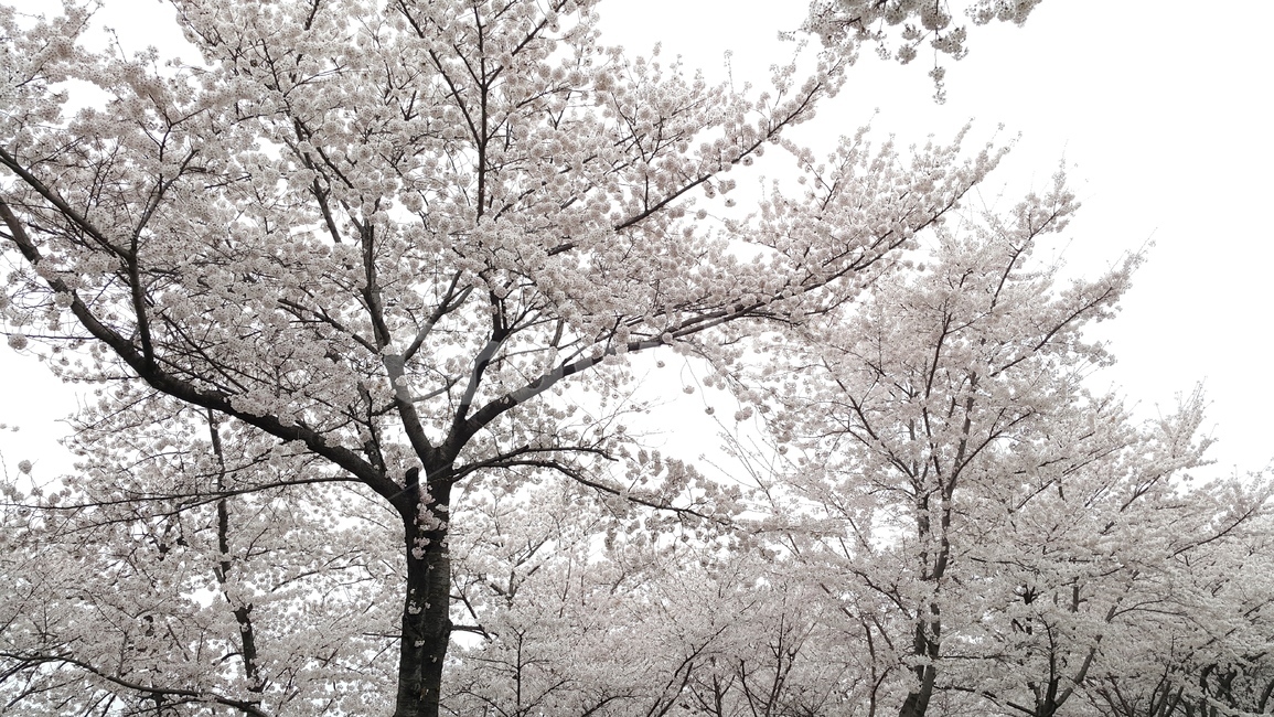 벚꽃,벚꽃나무,봄,plant,식물,tree,나무,cherryblossoms,spring,꽃,식물,자연,plants,nature,꽃,flower