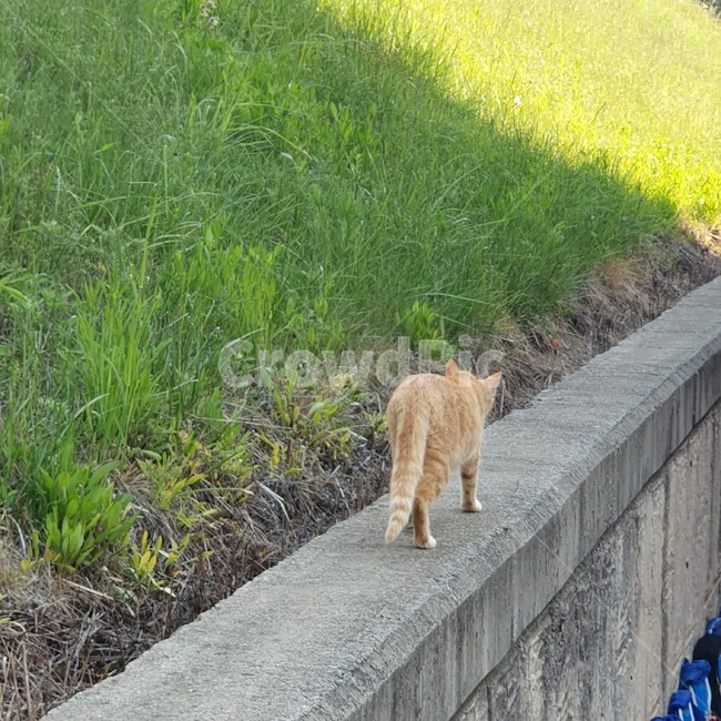 고양이,노란고양이,고양이뒷모습,난간,고양이걷는모습,cat