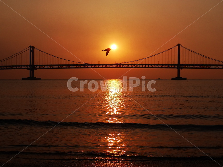일출,광안대교,부산,새,광안리,풍경,busan,sunrising,바다,해변,beach,태양,수평선,sun,여명,horizon,갈매기,자연,Seagull,nature,background,배경,붉은색,하늘,아침노을,주탑,다리,물,landscape,랜드마크,landmark,랜드마크,landmark,tourist attraction,한국랜드마크,한국관광지,한국명소,korea landmark,korea tourist attraction
