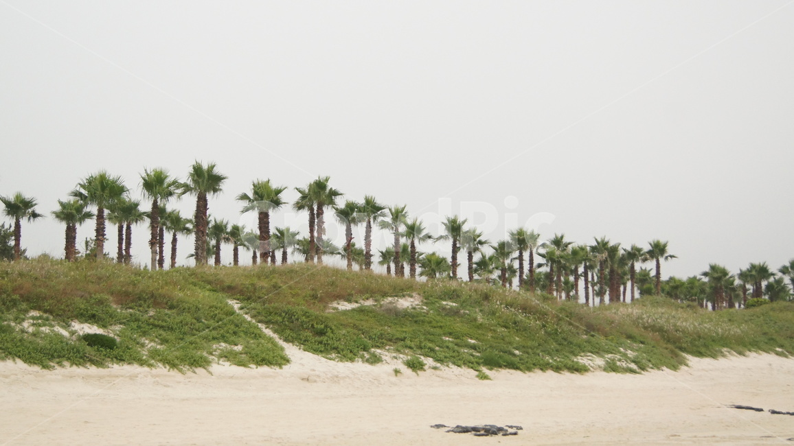 제주도,제주도협재,협재해수욕장,나무풍경,야자수,야자수나무,제주도바다,바다,해수욕장,제주도야자수,나무,모래사장,자연,풍경,nature,landscape,summer,여름