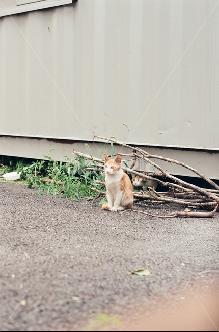 귀여움,야옹,반려동물,cats,mammals,animals,cute,meow,pets,mammal,포유류,cat,고양이,pet,abyssinian,동물,animal,아비시니안,manx,동물,animal,포유류,mammal,고양이,cat,kitten,kitty