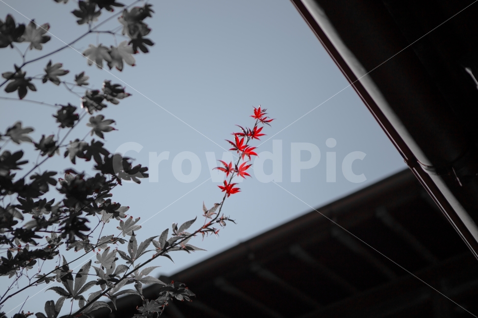 단풍,흑백,풍경,감성,고택,정란각,가을,쓸쓸함,가을,계절,fall,autumn,season,식물,자연,plants,nature,흑백,모노톤,monochrome,black and white,leaf,잎,plant