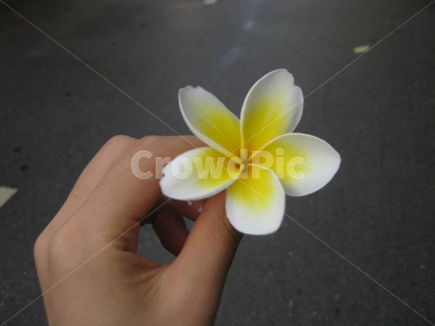 동남아,참파꽃,꽃,flower,dokchampa,독참파,champaflower,프란지파니,franggipani,프랑지파니,노란꽃,하얀꽃,yellow,white
