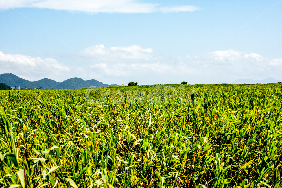 outdoors,옥외,field,들,grassland,목초지,nature,자연,farm,농장,countryside,한지방,rural,농촌