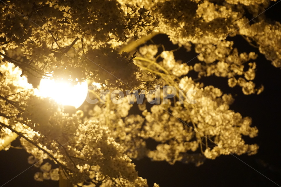 봄,밤,벚꽃,가로등,불빛,spring,night,flower,streetlight,봄,계절,spring,season,야경,밤,풍경,nightscape,night,landscape,light,빛,flare,플레어,sunlight,햇빛