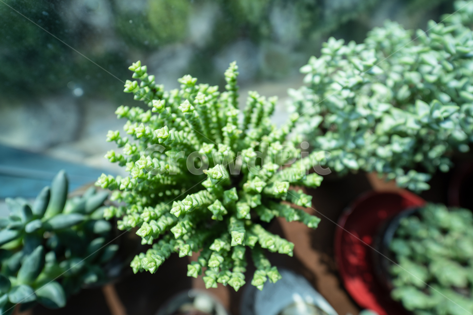 식물,다육식물,다육이,plant,botanical,실내용화초,화분,화초,house plant