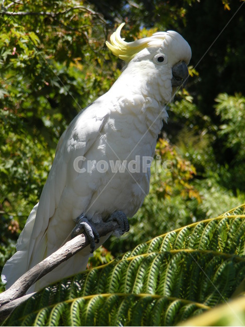 animal,동물,bird,새,parrot,앵무새,cockatoo,소농,동물,animal,조류,새,birds
