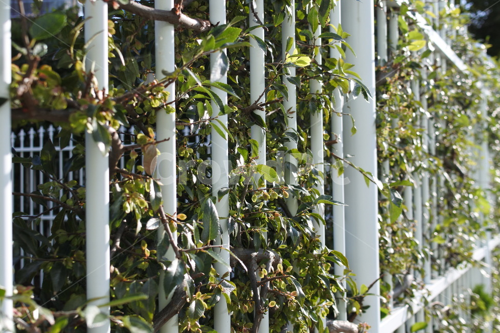 plant,식물,담장,초록,잎,잎사귀,식물,자연,plants,nature