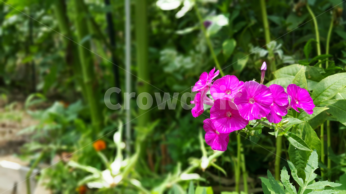 꽃,야생화,화단,컬러,flowers