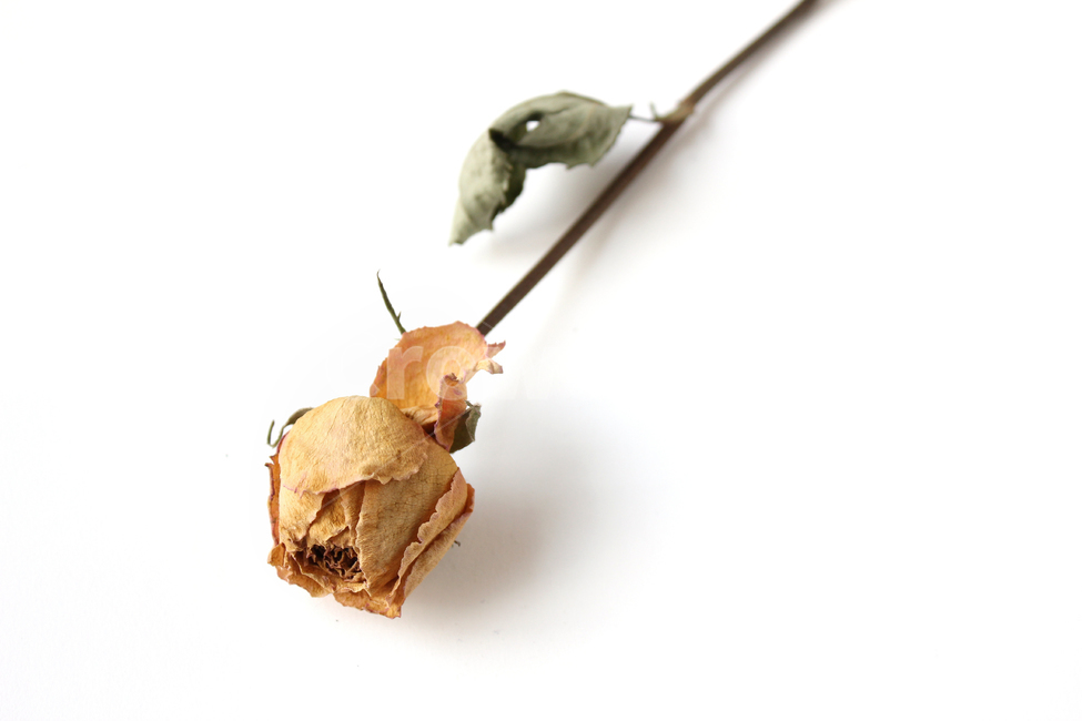 brown,closeup,dead,death,decoration,dry,floral,flower,green,isolated,leaf,leaved,macro,natural,nature,old,plant,rose,yellow,장미,식물,꽃,자연,노랑,드라이플라워,말린꽃,장미꽃,노란꽃,오래된,낡은,말린,브라운,갈색,꽃,flower,누끼,remove background