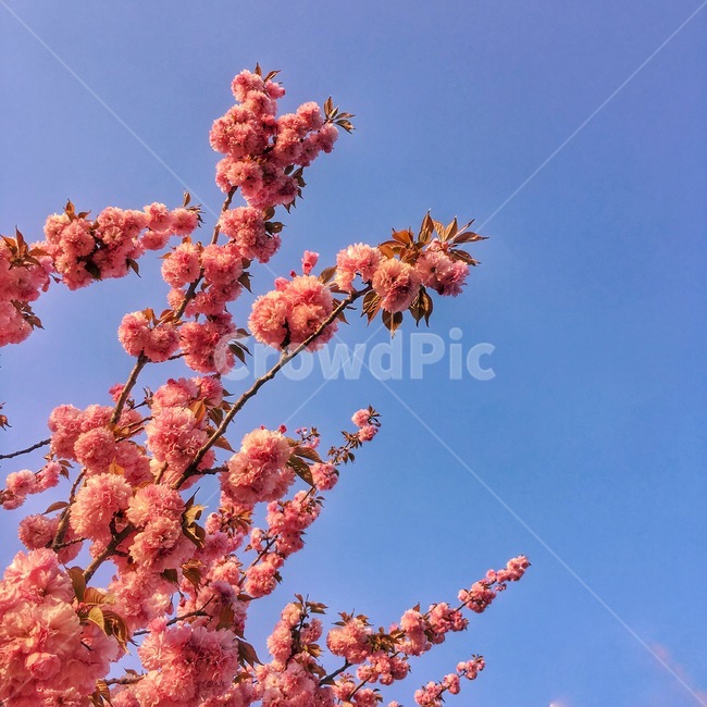 봄,벚꽃,꽃,겹벚꽃,하늘,봄,계절,spring,season,식물,자연,plants,nature,꽃,flower,plant
