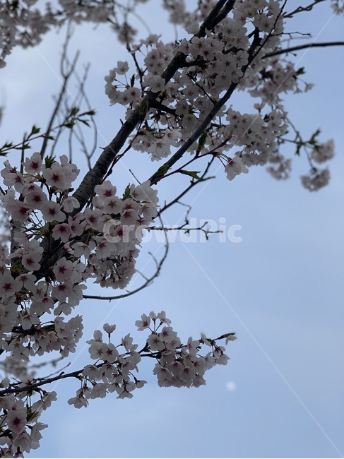 벚꽃,꽃,cherryblossom,봄,blossom