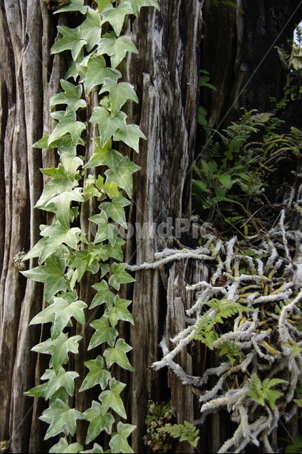 덩굴,식물,초록,나뭇잎,넝쿨식물,식물,자연,plants,nature