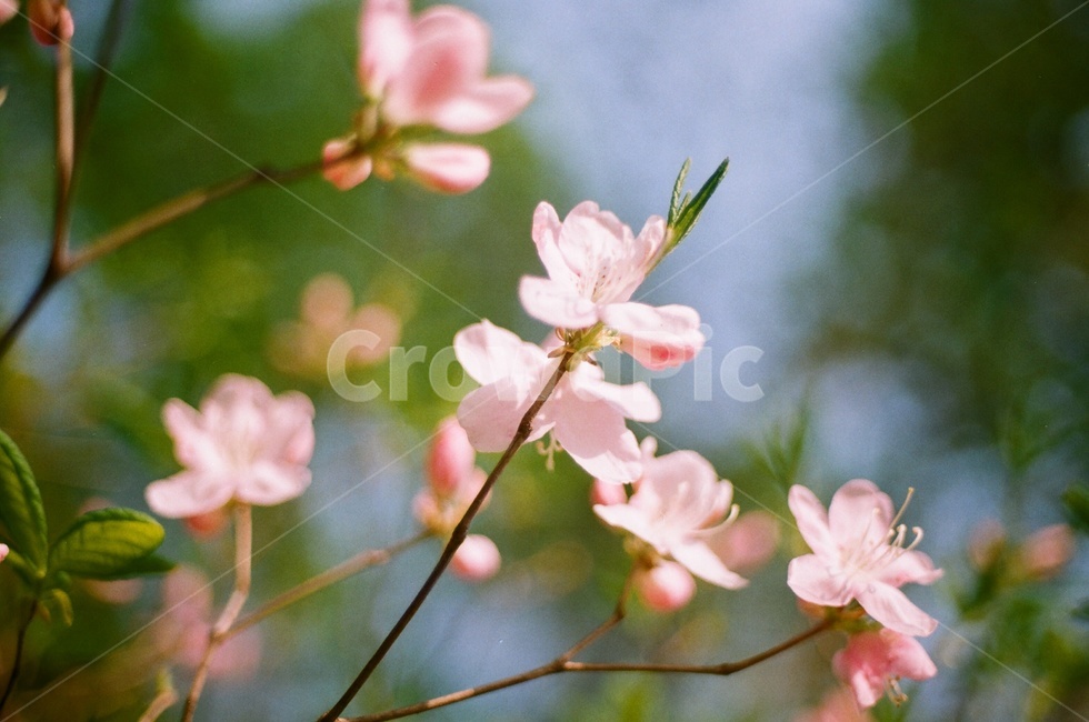 식물원,꽃,필름사진,봄,flower,spring,film,필름,자연,식물,자연,plants,nature,꽃,flower