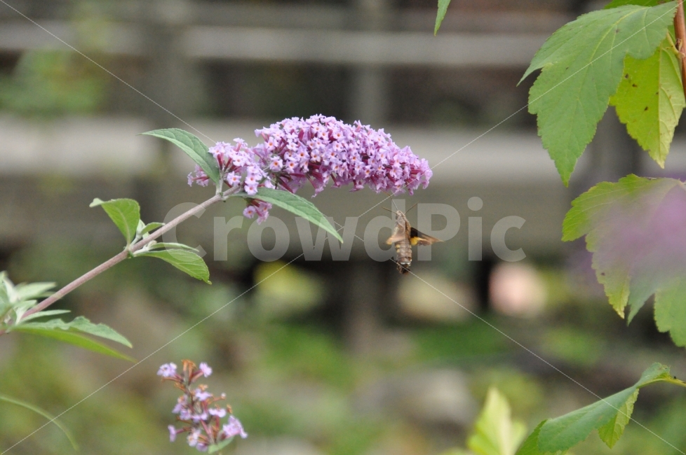 벌,벌새,꽃,바람,풀,들,자연,풍경,아침고요,수목원,식물,자연,plants,nature,꽃,flower,동물,animal,조류,새,birds